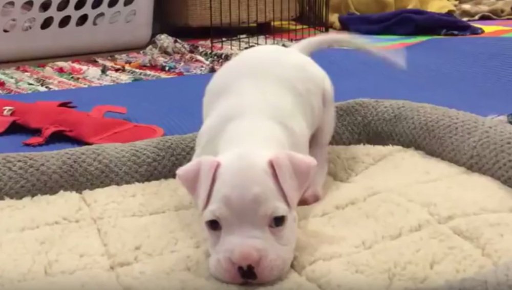 #AmorAnimal Una familia salva de la eutanasia a este adorable cachorro sin patas y lo adopta para darle amor. bit.ly/2ldEas7