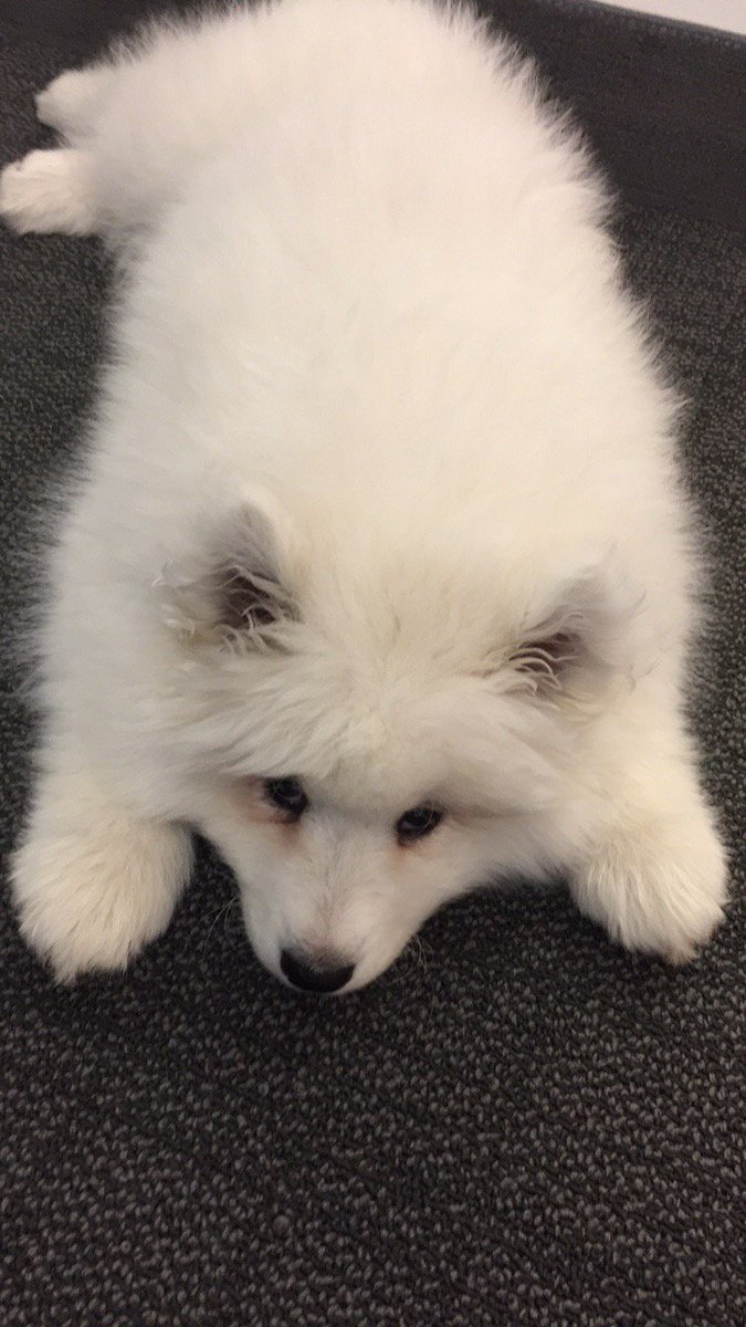 PeeblesCreative's tweet image. BREAKING NEWS: Doug may or may not have stolen a polar bear cub from the @ColumbusZoo. #MeetCallie #AgencyLife