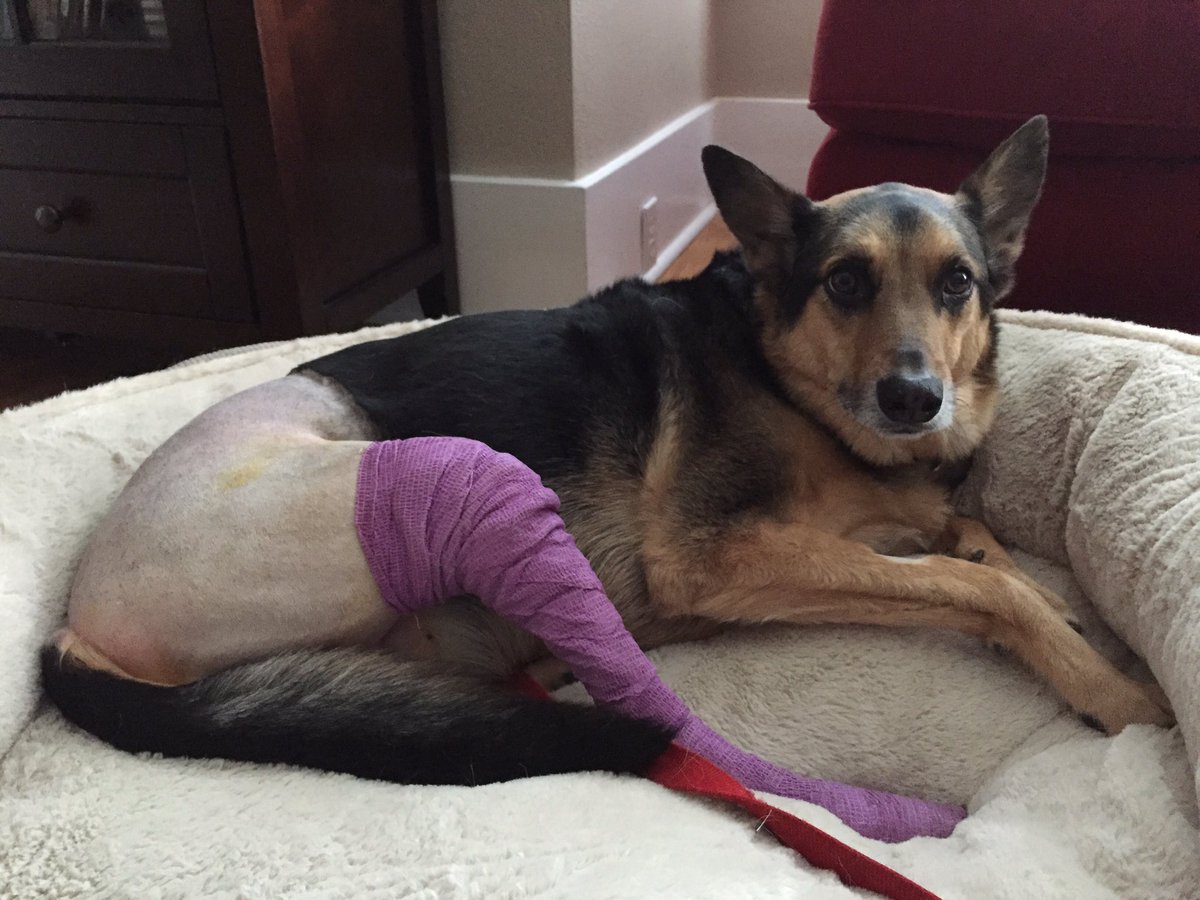 madeleinestorms's tweet photo. my dog just had surgery for his lil doggy acl and now his butt looks like a plucked chicken https://t.co/CI7TbKuiFk