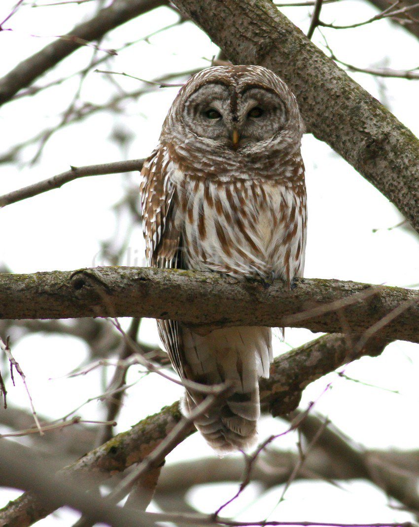 Barred Owls in Wisconsin on February 23, 2017 windowtowildlife.com/barred-owls-wi…