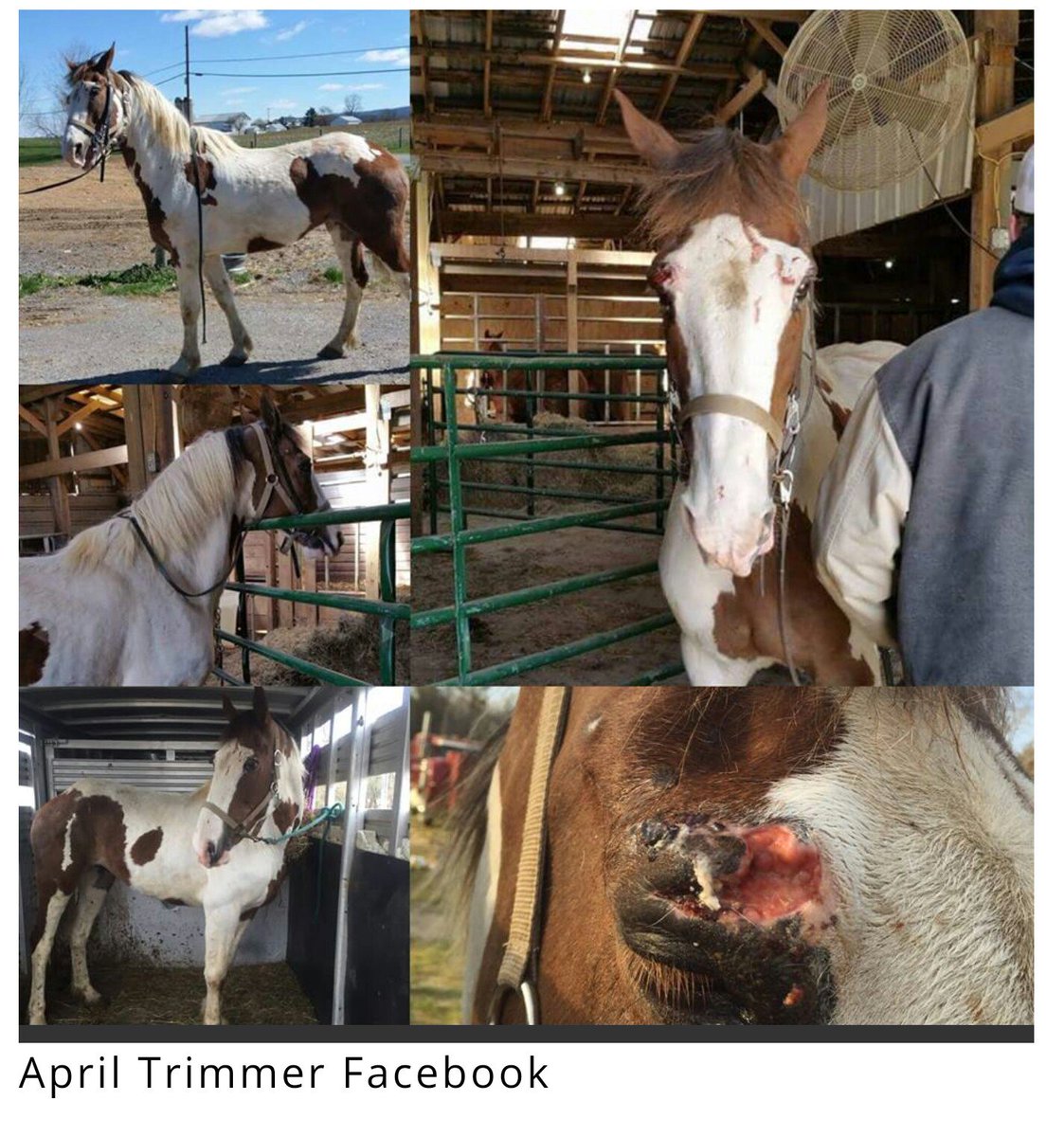 kelbast44's tweet image. SUCCESS: #KillPen #Horse destined for #HorseSlaughter, Rescued &amp;amp; Competes At Dressage Championships 6 Months Later thehorseaholic.com/kill-pen-rescu…