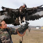 フランス空軍の鷹w任務はドローン狩りらしい!