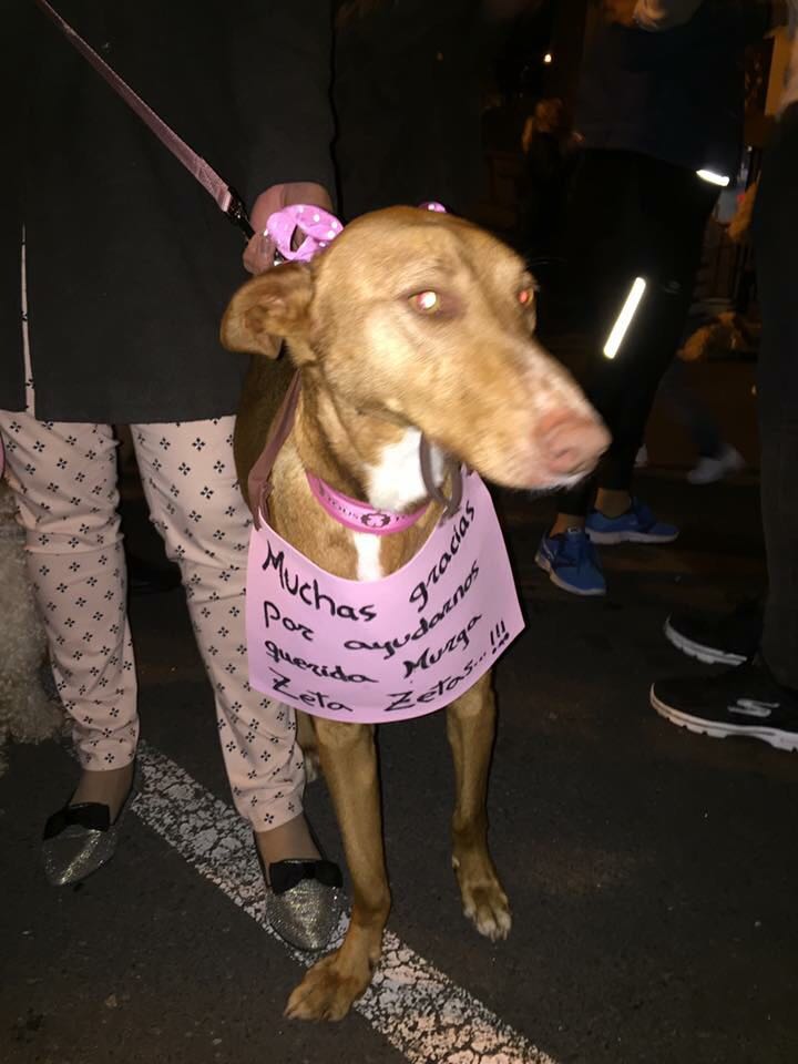 Más de doscientas mascotas en la quedada animalista en el local de <a href="/MurgaZetaZetas/">Murga Zeta Zetas</a>