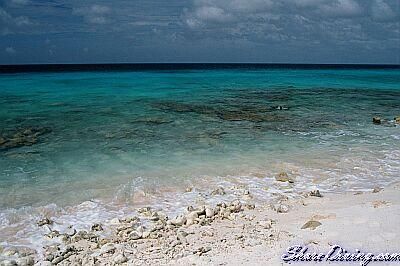 CoralTees's tweet photo. Dive site of the day:  Alice in Wonderland, Bonaire, NA  - https://t.co/kAsvqhDgwB    #diveitright #coraltees https://t.co/wjmXol4jtm