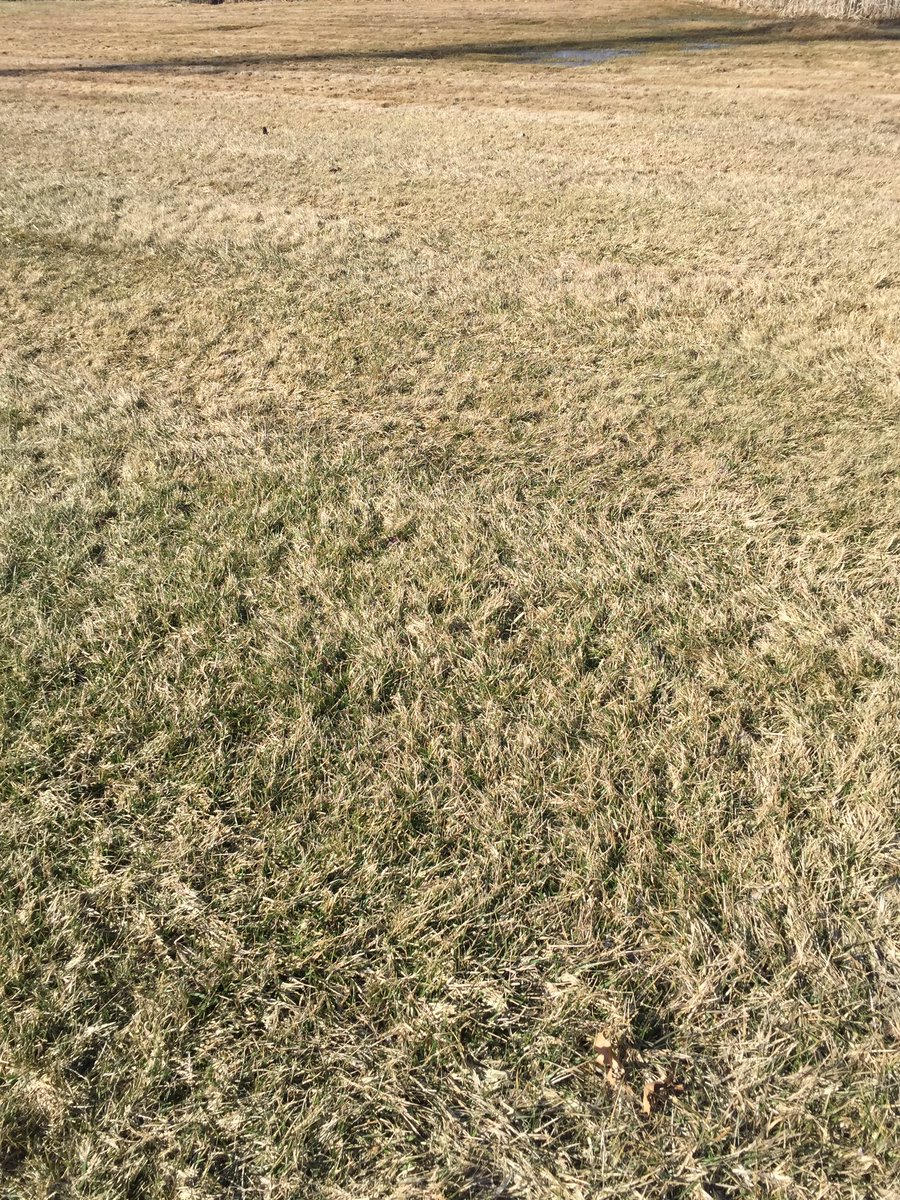 RonSavageEMT's tweet photo. 67 degrees and the lawns are turning green again! Winter is over!  #TheGroundhogWasWrong https://t.co/jjI8WXIzyS