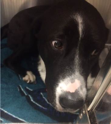 MicheleAW19's tweet photo. Tampa FL A1714505 neutered male lab mix. Hillsborough county AS. #rescue #rescuedogs #flrescue https://t.co/9e7XC3CZ2e