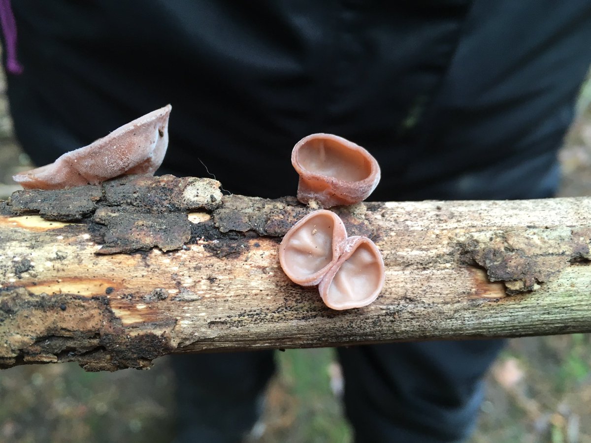 LittlePixieFS's tweet photo. #itdoesn'tlookreal #jellyear #fabulousfungi #forestschoolrocks https://t.co/hyhw29s0PJ