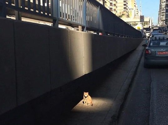 MatPatGT's tweet photo. If video games have taught me anything, this cat has a side quest for me. https://t.co/qxIHtAYEPz