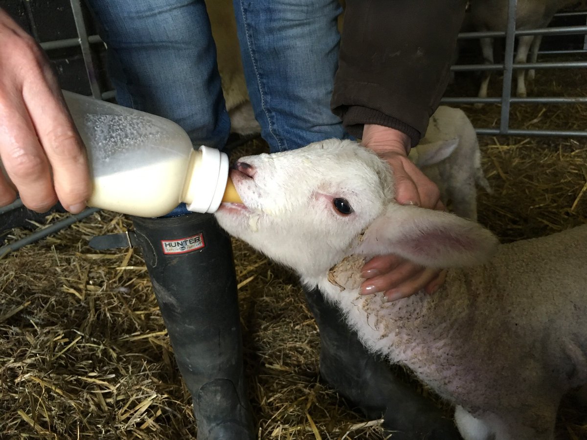 It's busy outside in the lambing sheds now with new arrivals. Some of them need a little extra help
#WiltshireHornSheep #ConservationGrazers