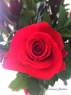 carlos01101966's tweet photo. #TEAMPLUZ
@Silviadomi22G @_amore49 @swydersk @ky_33 @TBGTNT @moiraek @dualippa123 @Bertsolari67 @RosaTrunk @ifarmlife @SimplesmenteSyl https://t.co/iT22T5qrIY