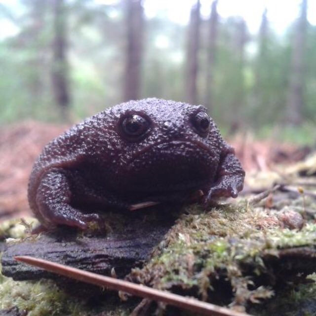 The Doctor On Twitter This Is A Black Rain Frog Breviceps