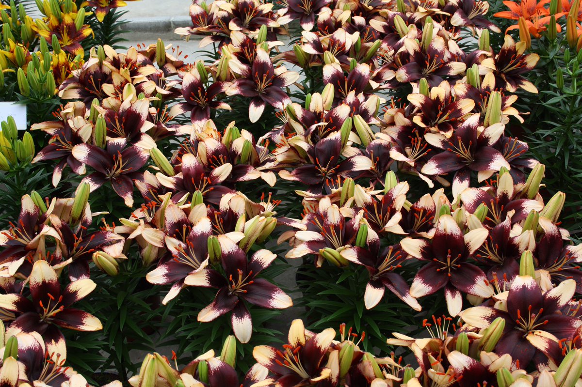Lily Looks 'Tiny Epic'