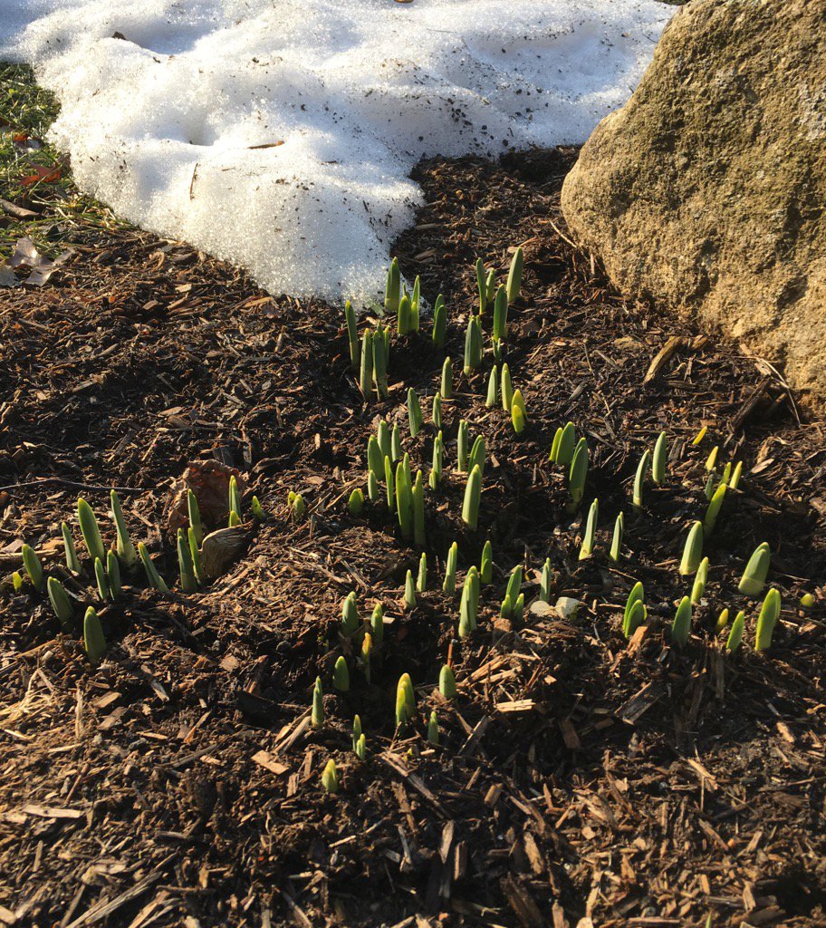 RiWheels's tweet photo. Can't remember what the groundhog said but my daffodils don't care either way. @StormTeam8 @gilsimmons #WinterInCT https://t.co/KpSBZd7IQJ