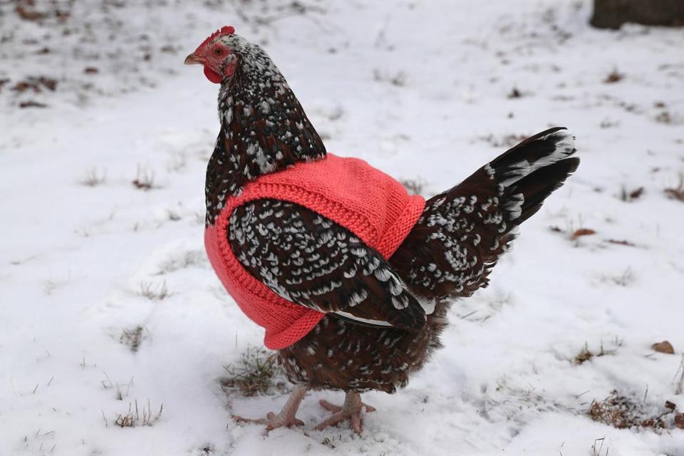 гуляют ли куры зимой. гуляют ли куры зимой. гуляют ли куры зимой. куры на снегу. гуляют ли куры зимой.