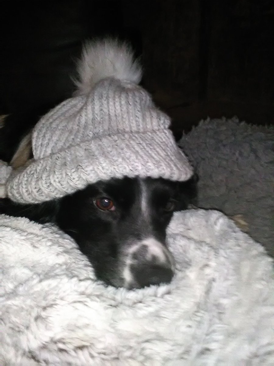 PaulaFeaheny's tweet photo. @torodani1 Tonight we learned that hats aren't the issue! It's just people under hats 😂 @BobbySuperCute #snugasabug #sleepoverwithpaula https://t.co/a4nFPtPAbk