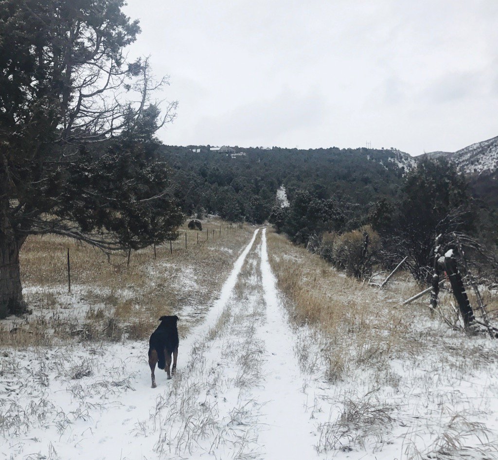 karasw's tweet photo. Grey skies, but at least fresh snow on ground! Protecting phone with @Tech21Official's Evo Aqua #tech21case. #ad https://t.co/RAJTbgPz9x