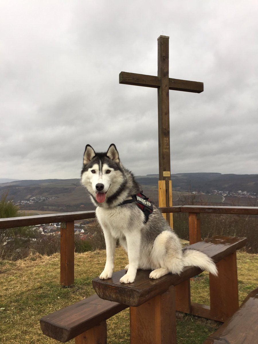 YquemHusky's tweet photo. ☀️Goal reached: mountaintop #huskylife #hiking #happyday https://t.co/fz10AF4oy3