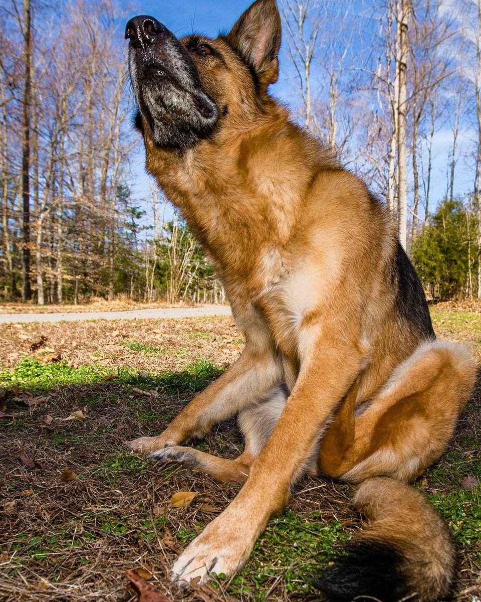 carolyn_baumann's tweet photo. Roo. #GermanShepherd #gsd #dogsoftwitter #redsable #schaferhund https://t.co/DT07caXFhk