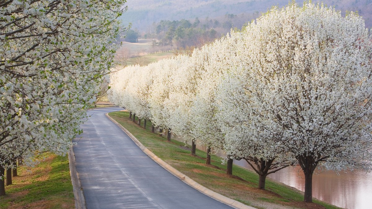 realtordotcom's tweet photo. Nature has spawned some bad seeds, so to speak. Here are 7 trees that will wreck your yard and ruin your life: https://t.co/38hN4p8e1t https://t.co/JygHIvsKcz