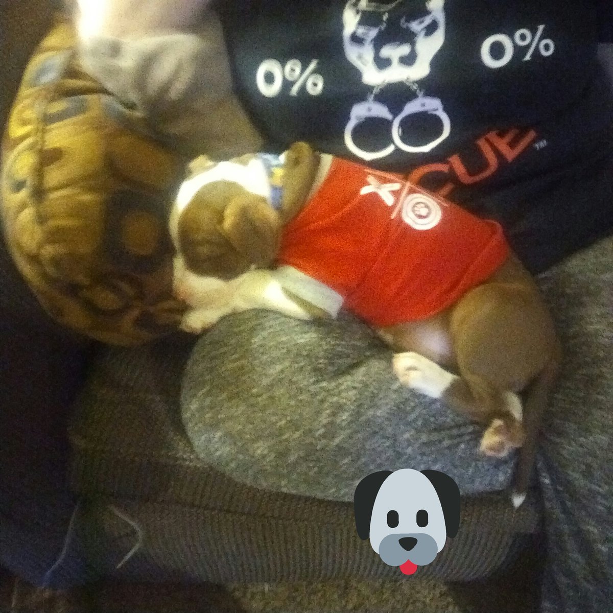 Dominic_plays's tweet image. Cute so cute