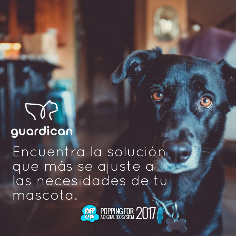 ThePappCorn's tweet photo. Conoce Guardican: https://t.co/REqzCuRyjG uno de los #PartnersPappCorn #PappCornLab 🐶💙 https://t.co/4Bo88subQb