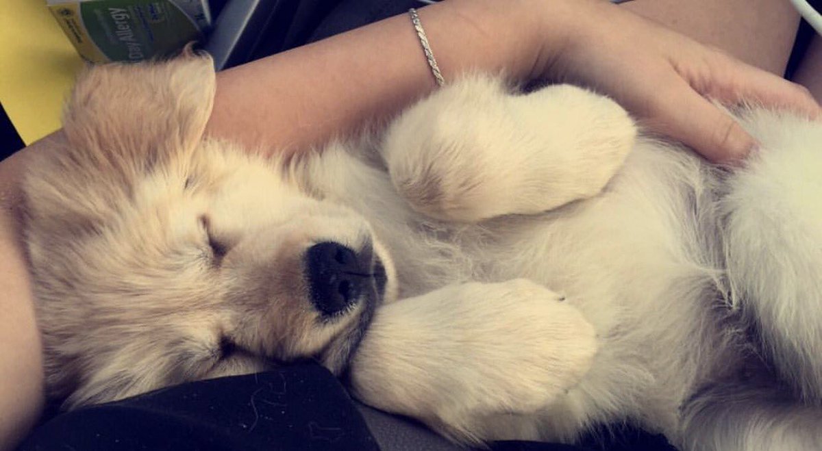 PiKappMaryland's tweet photo. Our Brother of the Week goes to Talulah!

She'll cheer you up on a ruff day, even if you're feeling melan-collie. Her favorite class is Lab. https://t.co/09Y08CSP9W