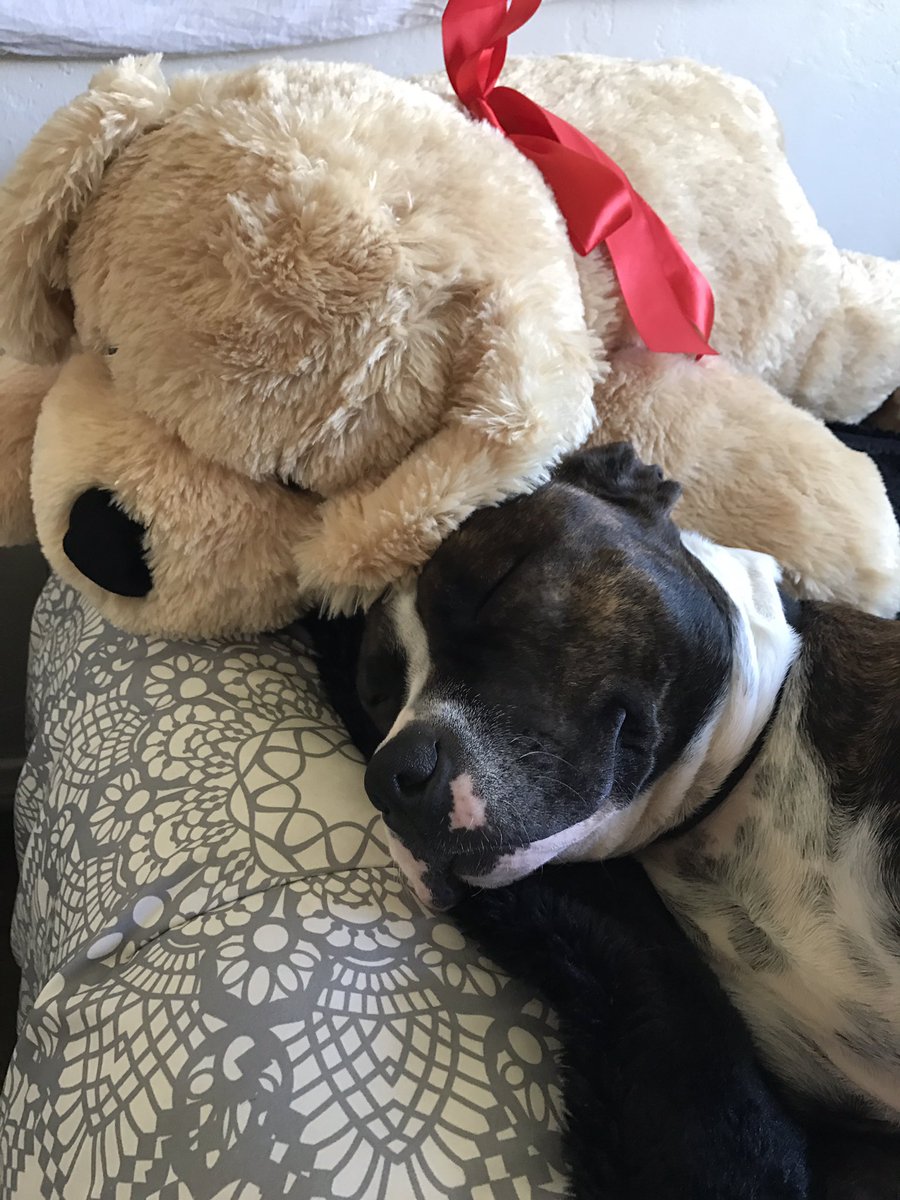 jaychargua's tweet photo. We have photo shoots on the daily 🐶 https://t.co/oG00iMTDyF