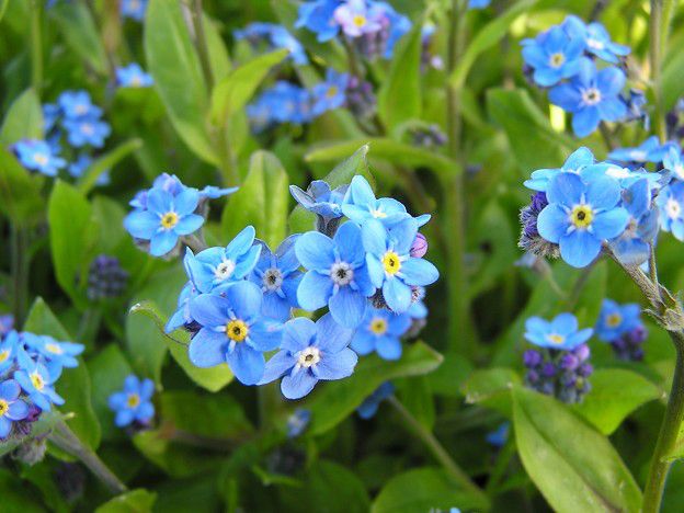 تويتر メリアルーム 土日祝いいね お休みです على تويتر 今日の花 2月24日の誕生日花は シノグロッサム 花言葉は 真実の愛 です 2月24日 誕生日花 誕生花 花言葉 メリアルーム T Co Ae8zgedoay