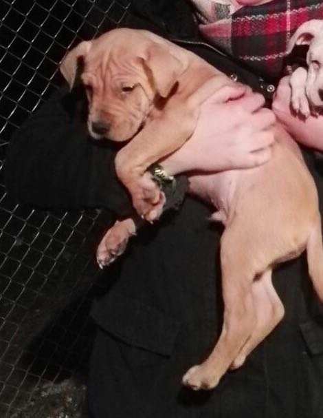tucamuriel's tweet photo. Urgente!!! Se nos ha caído la adopción de este precioso de dos meses! Más info en nuestro Facebook de #SOSLaFortuna https://t.co/O0brKFqdSW https://t.co/ktYXacncAe