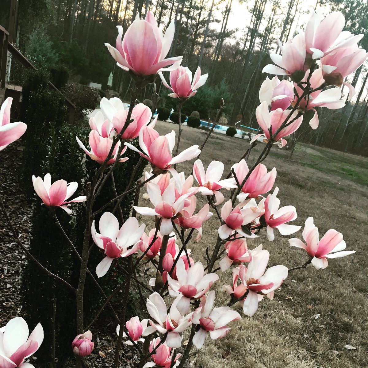 TannikaKing's tweet photo. Spring has sprung in Georgia (in February!) #winterinGA #notcomplaining https://t.co/KO3AhvLw61