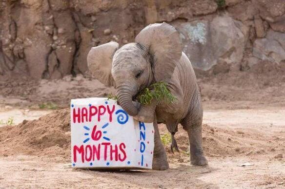 shopivoryella's tweet photo. I WANNA BE AS HAPPY AS THIS BABY ELEPHANT WHEN SHE GOT A BOX OF HAY FOR HER 6 MONTH BIRTHDAY https://t.co/2rU0sevTWg