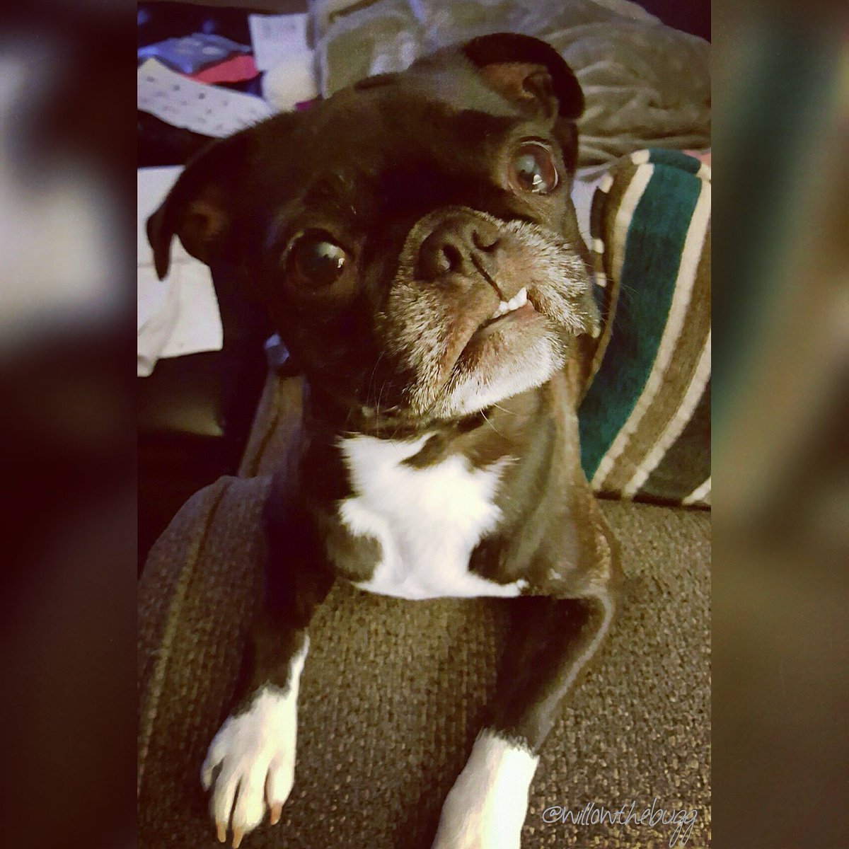 Willowthebugg's tweet photo. Watching Star Wars for the first time. What is this Jar Jar and how do I kill it?
#starwars #willowthebugg #bugglife https://t.co/6XzFgzBsCd
