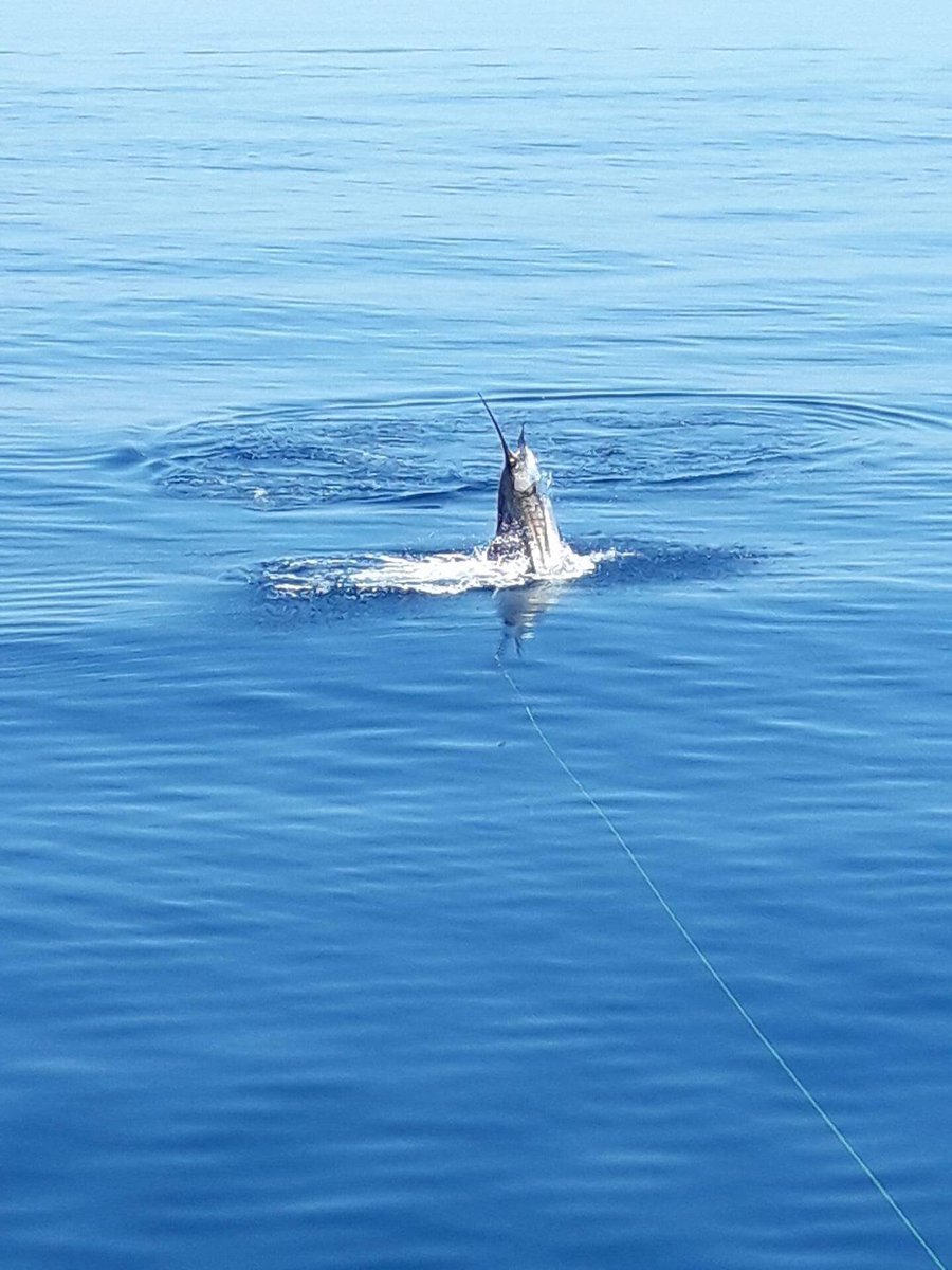 FlyandFishCR's tweet photo. 02/23 @Lossuenosresort #GoFish released 6 #Sailfish @SailfishReport #costaricafishing https://t.co/5c3tMLnWTA