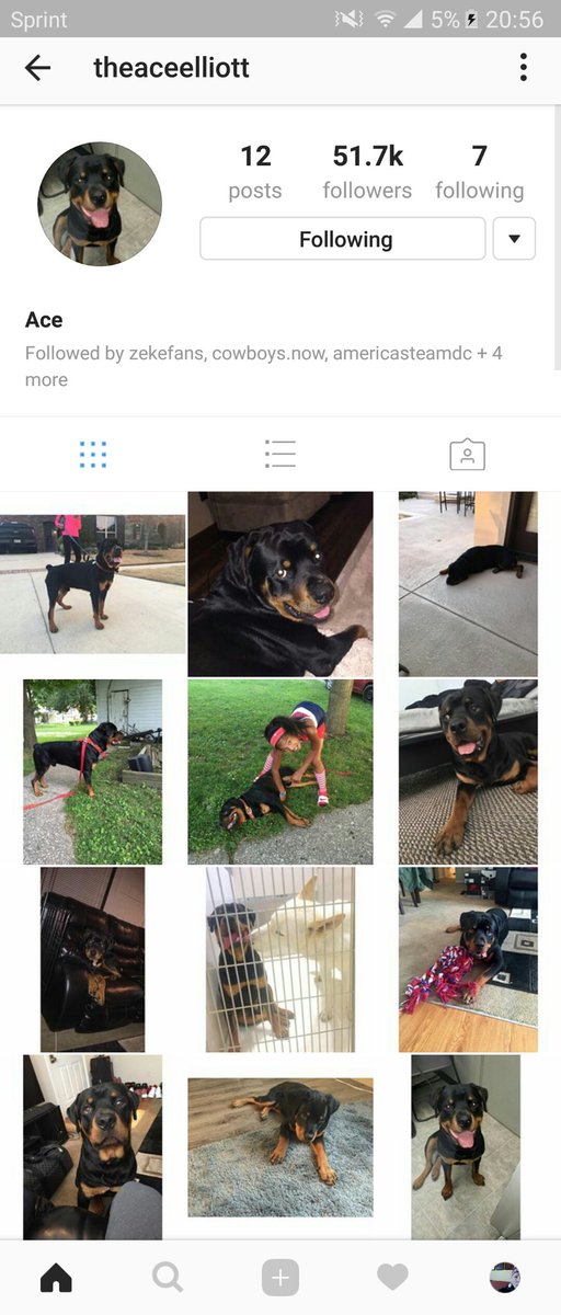 zstaman99's tweet photo. @OprahSideNigga how come zekes dog got more followerd than you😂 https://t.co/PeHwNveCVv