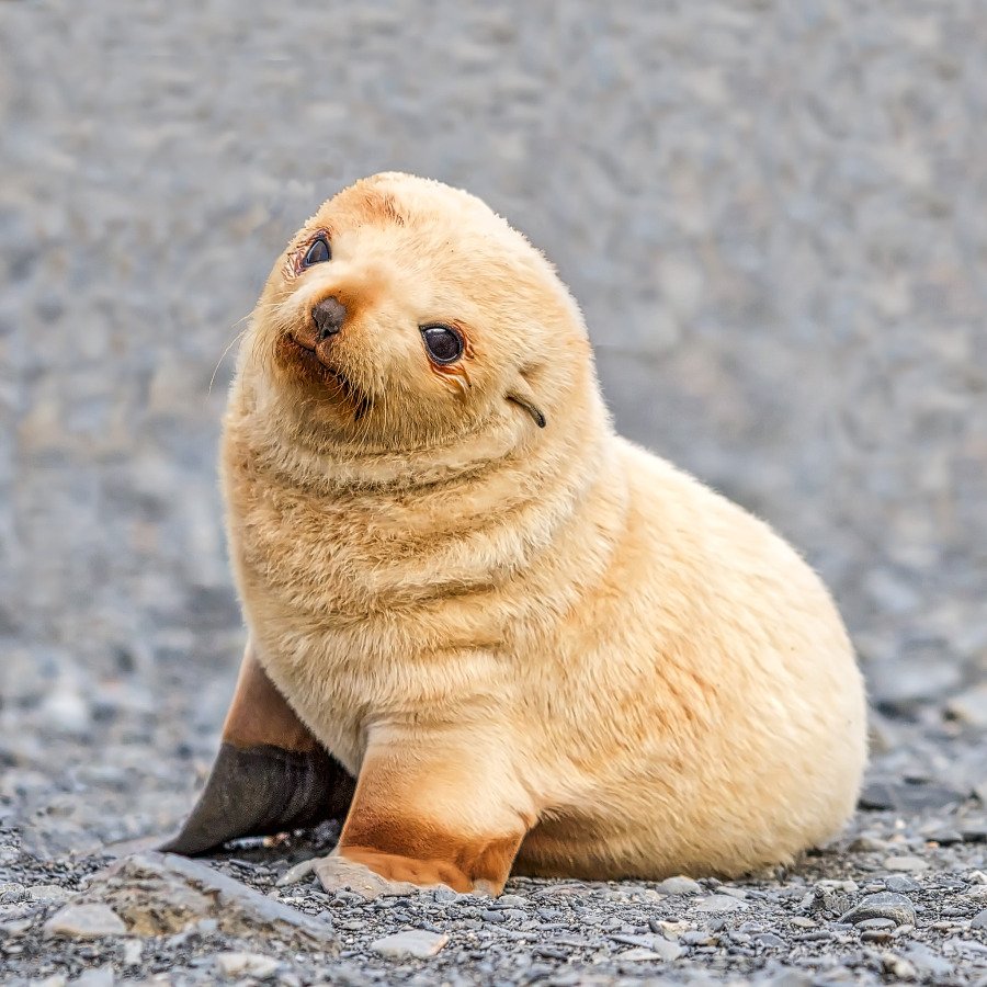 look at this baby seal