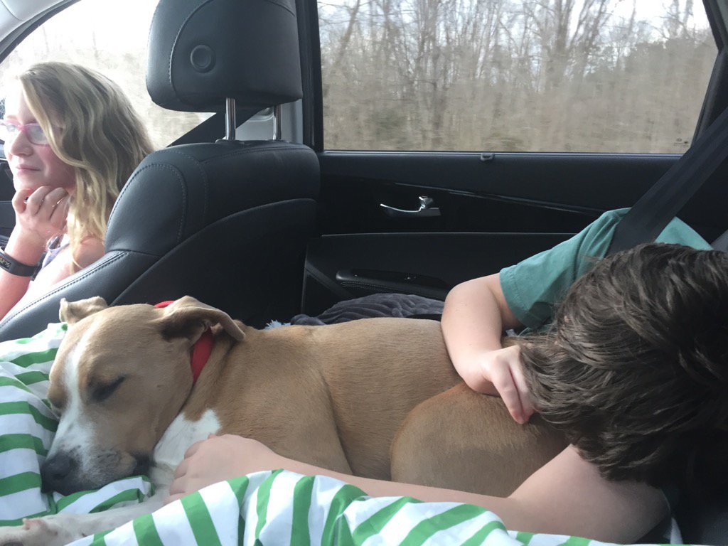 BetsyPowellATL's tweet photo. Buddy's first road trip!! Living the ride 😀 https://t.co/bKrKHqlZnn