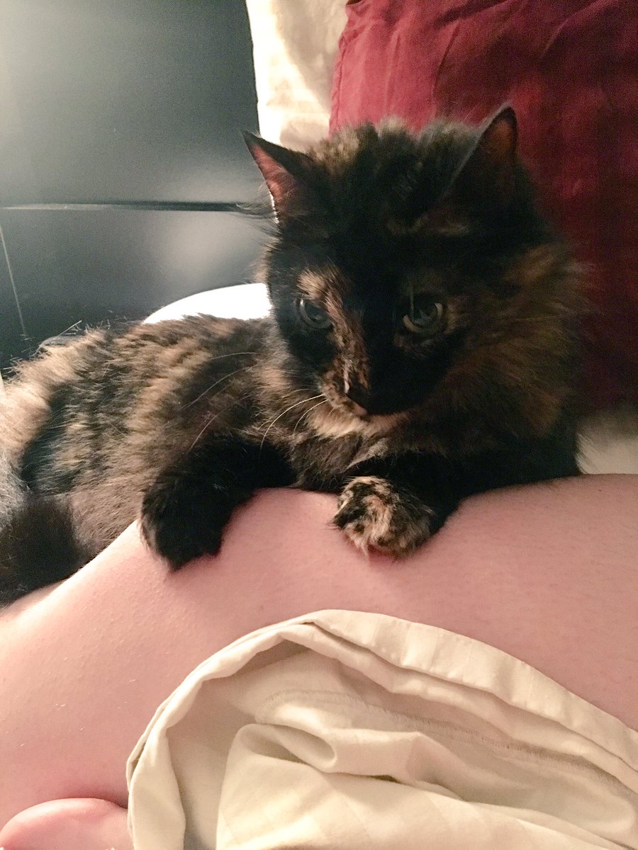 Missye830's tweet photo. She's never been a lap cat, but the older she gets...the more cuddly she gets. 😻 #CaliHasHerOwnTwitter #catlady #obsessed https://t.co/k9E3RbFHDR