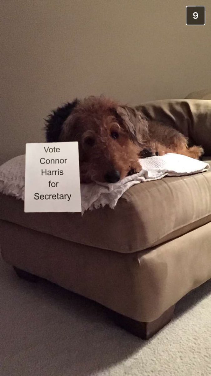Connoristhe1's tweet photo. The dogs are voting for Connor, and so should you https://t.co/nvVZjtTd0M