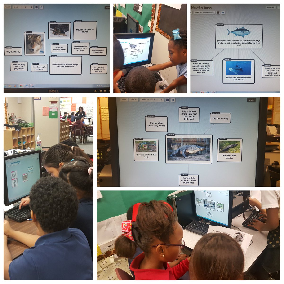 MsLDMac's tweet photo. My 3rd graders always have fun using #technology in class! #LifeScience #Popplet #DLDay #DLDay2017 @OfficialDLDay @AliefTech @AliefScience https://t.co/ShSerg2Wg4