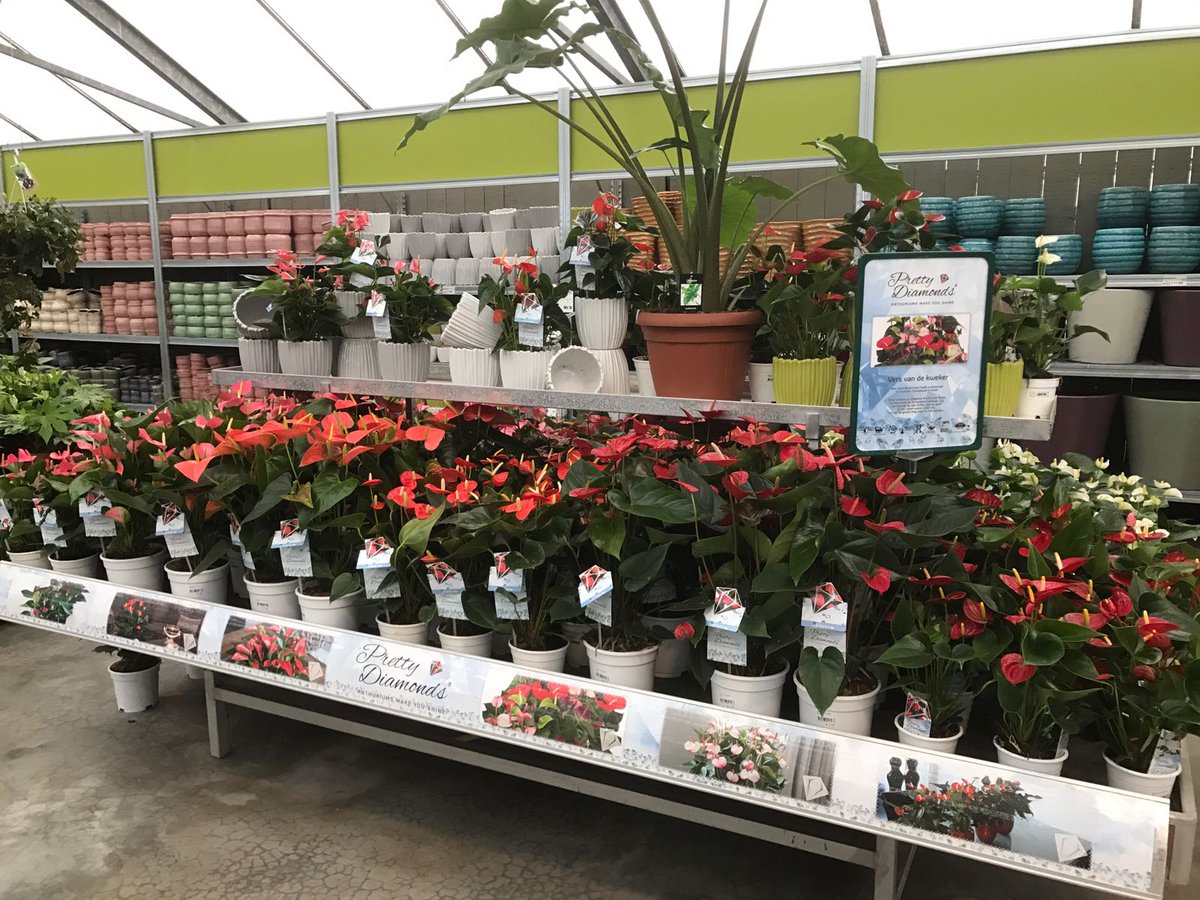 Houwenplant's tweet photo. Twee nieuwe tafels ingericht met ons tuincentrumconcept "Pretty Diamonds" in samenwerking met #PlantCollect #PrettyDiamonds #anthurium https://t.co/G7RdcGmiKa