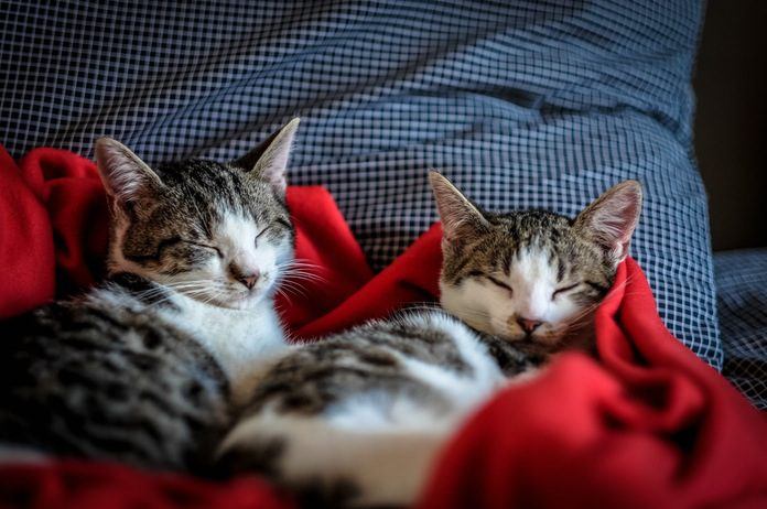 metrobelgie's tweet photo. Turkse vrouw zet huis open voor zwerfkatten #Cats #Anaimals https://t.co/XewjNMHowS https://t.co/GP3UBjRoNm