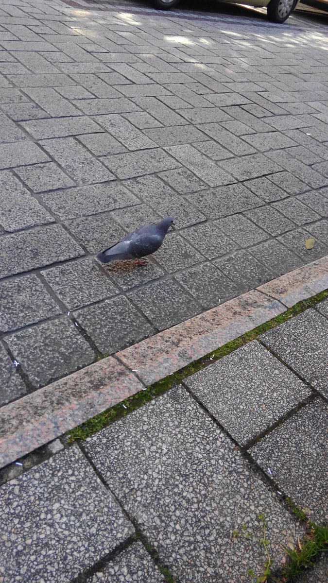 _Piyo_Acid_'s tweet photo. 今日、街で鳩を撮りました。人に慣れてなくすぐに逃げるのでうまく撮れないです... https://t.co/QoJM3q6r02