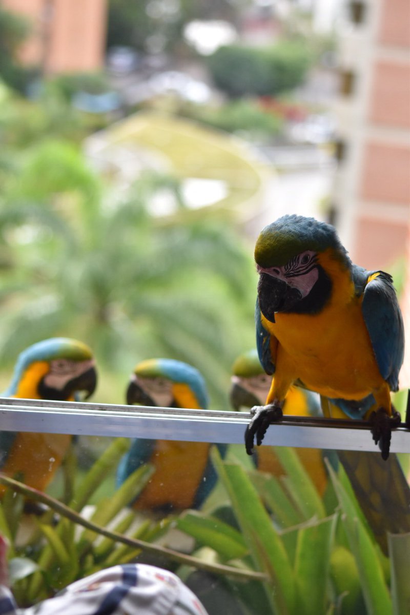 JuanGaranton's tweet photo. Hoy #3mar día mundial de la vida silvestre estas maravillosas aves nos recuerdan lo importante de ello #FelizFinde https://t.co/kIMvHkoImr