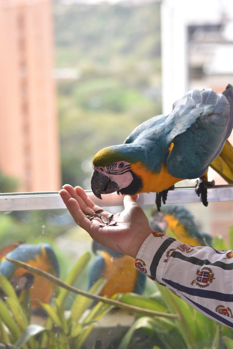 JuanGaranton's tweet photo. Hoy #3mar día mundial de la vida silvestre estas maravillosas aves nos recuerdan lo importante de ello #FelizFinde https://t.co/kIMvHkoImr