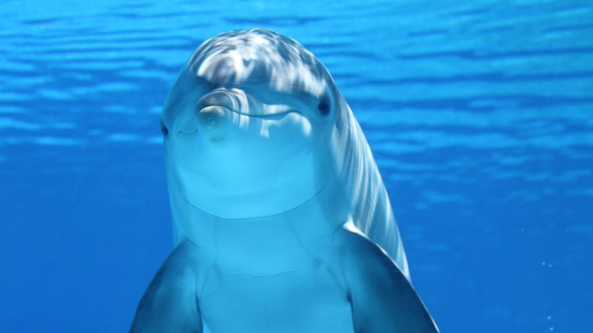VICE's tweet photo. What we've learned from giving dolphins LSD: https://t.co/eMWSCLvll1 https://t.co/Nbwjr5Xi6L