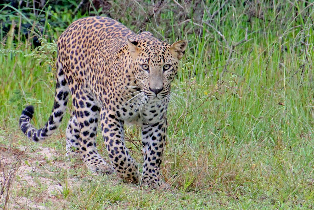 classytours's tweet image. Come and join with srilankaclassytours.com to visit the most beautiful places in Sri Lanka with best tour packages for the best prices.