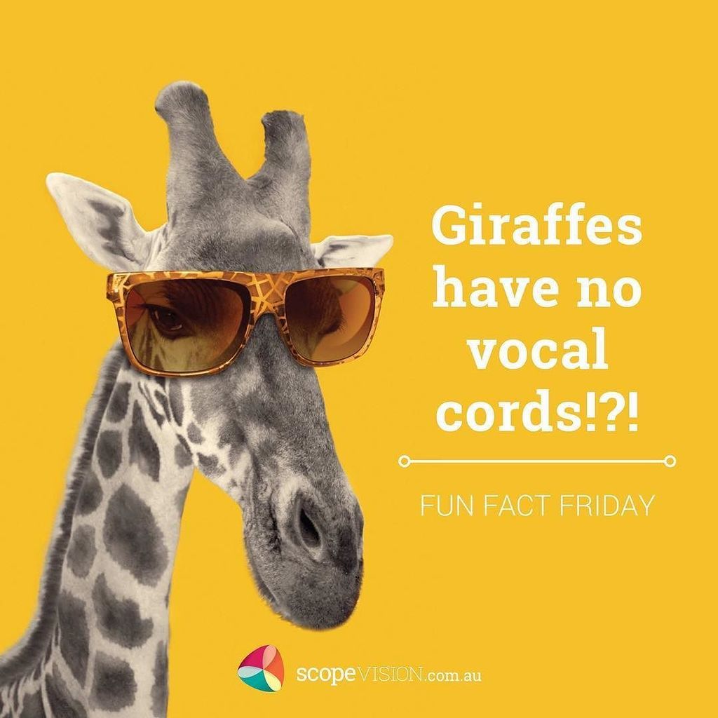 scopevision's tweet photo. Enjoy! It's Fun Fact Friday 😜
#scopevision #beawesome #funfactfriday https://t.co/3nA79ZELT4 https://t.co/Yz4v6xBEXC