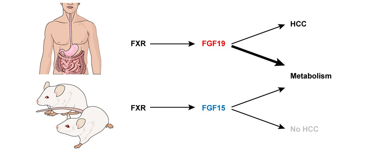 JHepatology's tweet photo. Caution needed with #FXR activators in treatment of #NASH &amp; #PBC due to difference in human &amp; mouse effects
https://t.co/zbAdZCxbJ6
#cancer https://t.co/WKoc5AwPDK