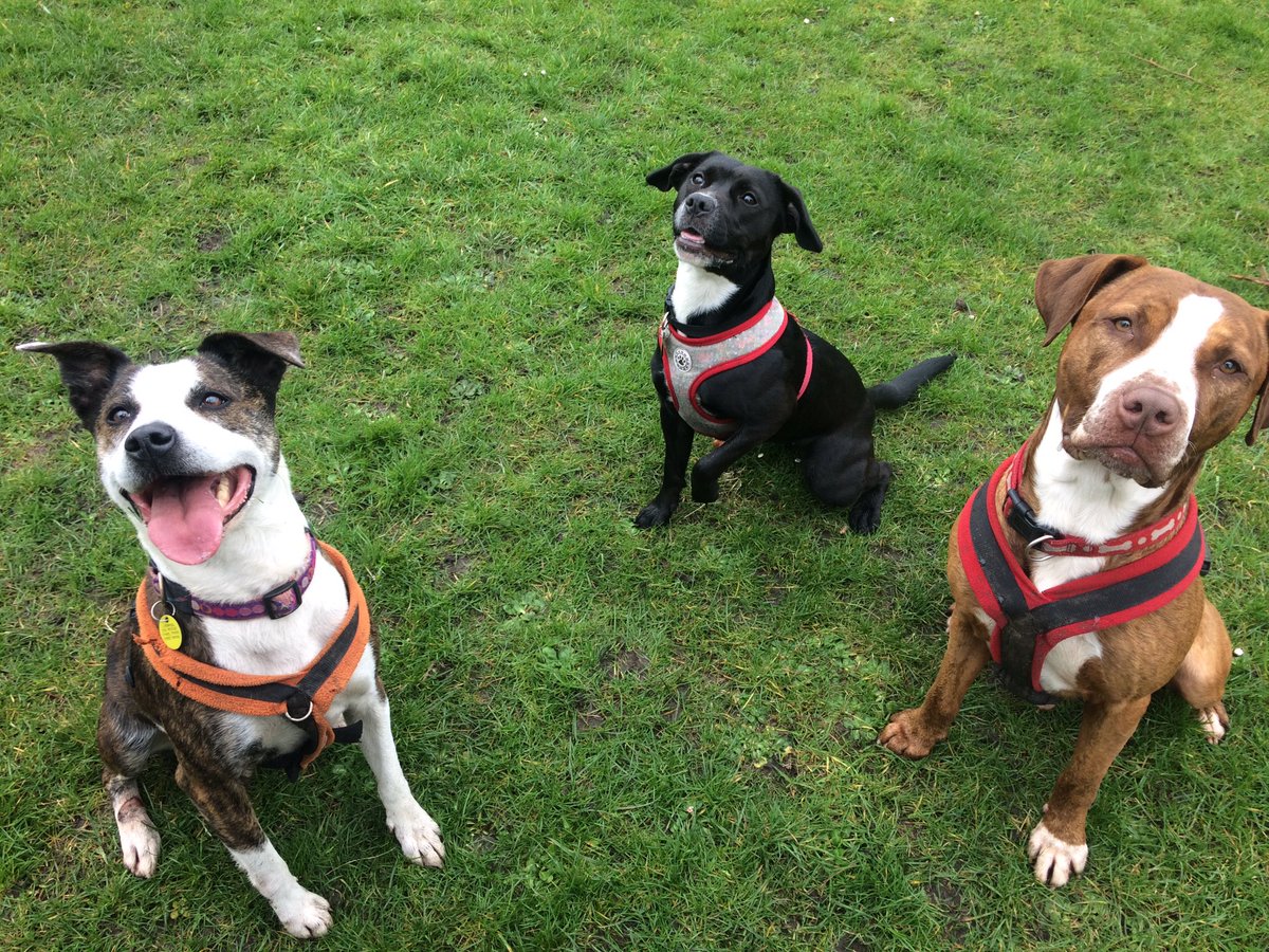 The three amigos🐾🐾🐾 liverpooldogrescue.co.uk