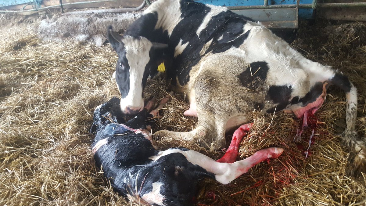 cassiustweets's tweet image. Well Jackie didn't disappoint. #bigbull #hardpull . She &amp;amp; I will have a breather then see if she has a twin like last year. #calving17